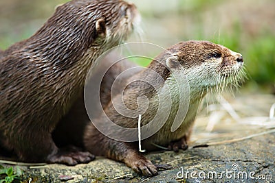 Cute otters - Eurasian otter