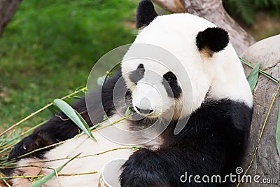 Cute Panda Bear