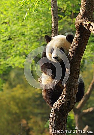 Cute panda cub