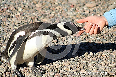 Cute Penguin