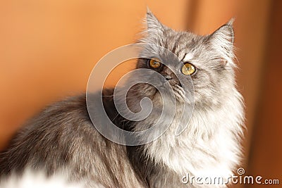 Cute Persian Cat