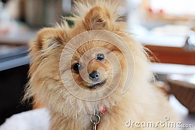 Cute Pomeranian Dog