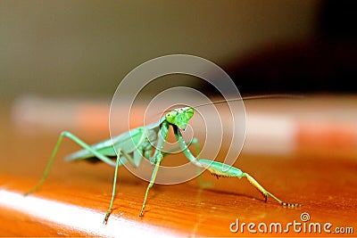 Cute Praying Mantis Green Indoor