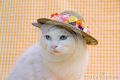 Cute pretty Ragdoll cat with a hat