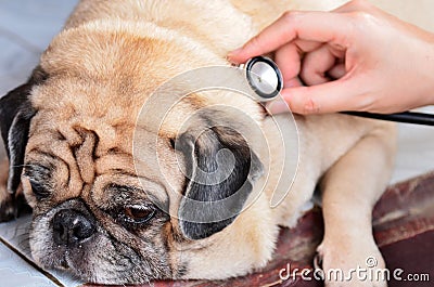 Cute pug dog at the vet getting a checkup