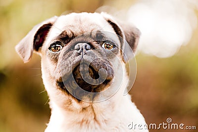 Cute pug puppy face