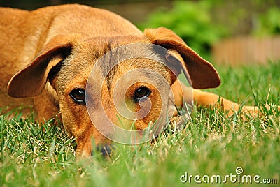 Cute puppy dog lying on grass