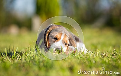 Cute Puppy falling asleep - Beagle