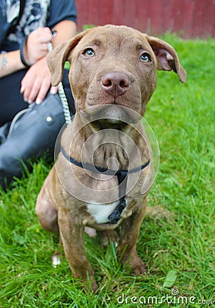 Cute puppy sat with owner