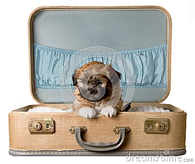 Cute Puppy In A Vintage Suitcase Stock Image - Image: 22983711