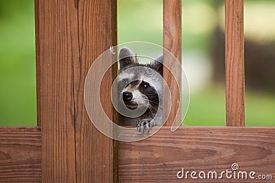 Cute raccoon