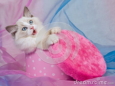 Cute Ragdoll kitten, in pink gift box