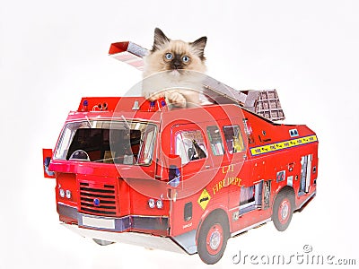 Cute Ragdoll kitten in red fire truck on white bg