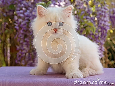 Cute Ragdoll kitten sitting in front of flowers