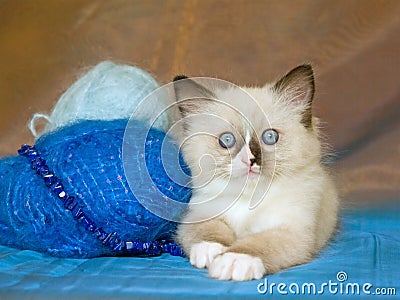 Cute Ragdoll kitten with yarn wool