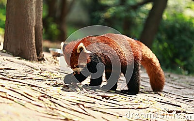 Cute Red Panda