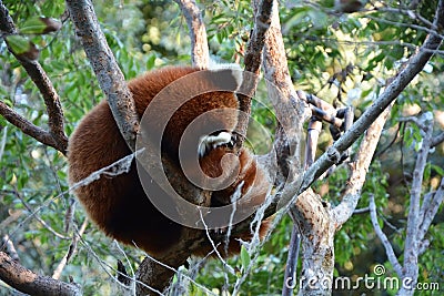 Cute red panda