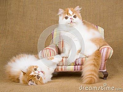 Cute red and white Persian kittens on brown chair