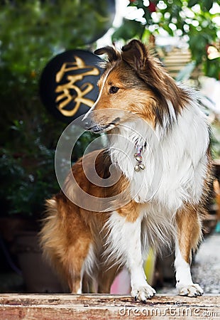 Cute rough collie standing at the door
