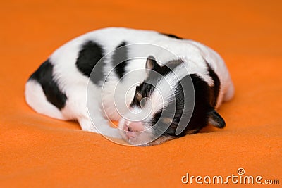 A cute sleeping one week old tricolor havanese puppy dog