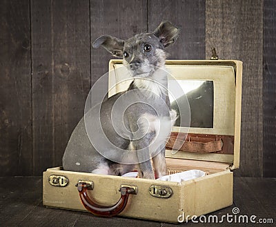 Cute small dog in suitcase