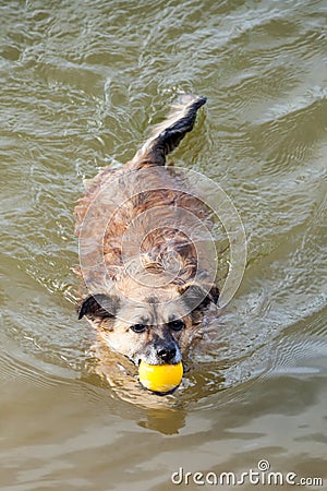 Cute Small Dog Swimming with Yellow Ball in Mouth