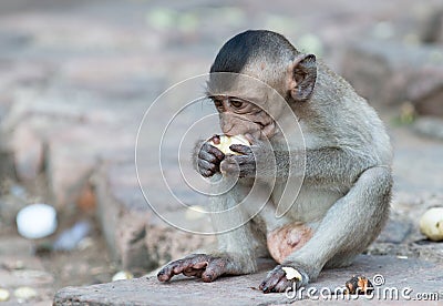 Cute small monkey eat banana