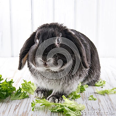 Cute soft black lop bunny rabbit