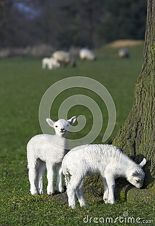 Cute spring lambs