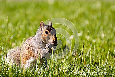 Cute Squirrel Eating in the Grass