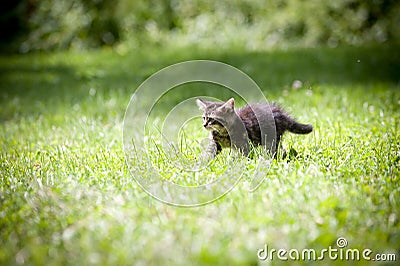 Cute tabby kitten