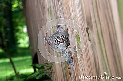 Cute tabby kitten peeking through a fence