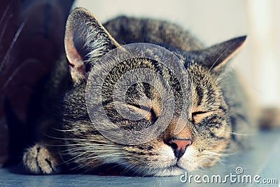 Cute tired cat sleeping, portrait detail.