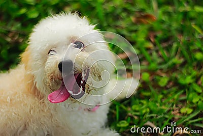 A cute toy poodle dog making a face