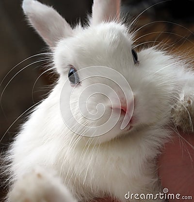 Cute white bunny rabbit with blue eyes