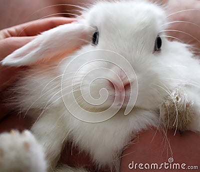 Cute white bunny rabbit