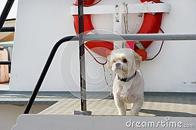 Cute white dog at boat