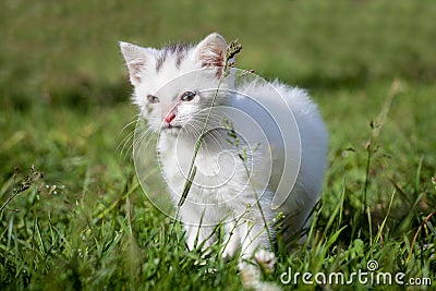 Cute white kitten