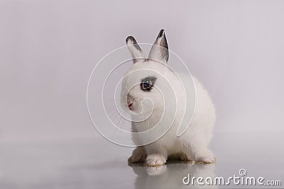 Cute White rabbit with eyeshadow