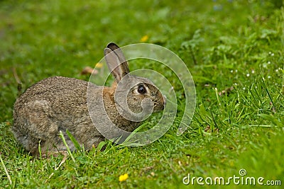 Cute Wild European Rabbit