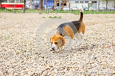 Cute young dog beagle sniffing