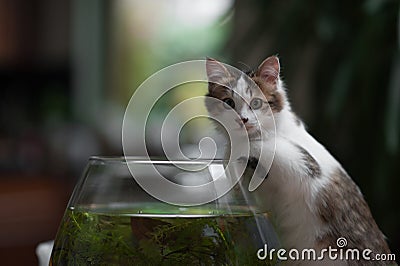 Cute young kitten and a fish bowl