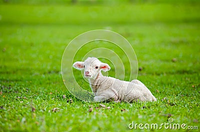 Cute young sheep