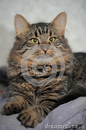 Cute young Siberian cat