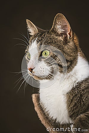 Cute young tabby cat with white chest lying on scratching post against dark fabric background.