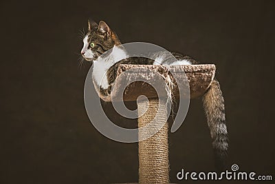 Cute young tabby cat with white chest lying on scratching post against dark fabric background.