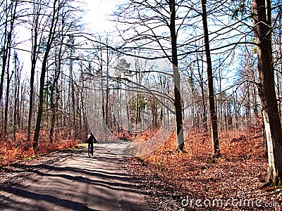 Cyclist in spring forest