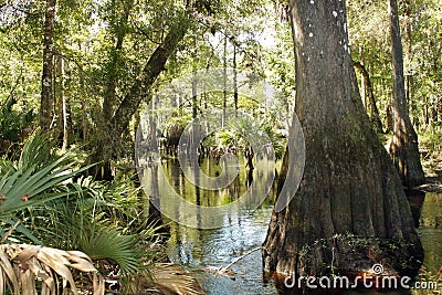 Cypress Knees in a Tropical River (7)