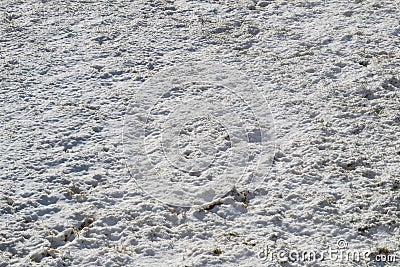 Césped Nevado Imagenes de archivo - Imagen: 4398754