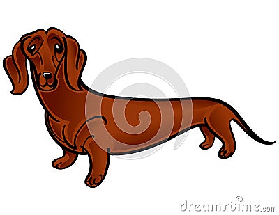 Dachshund